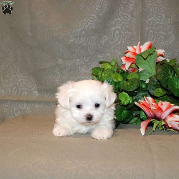 Cooper, Maltese Puppy